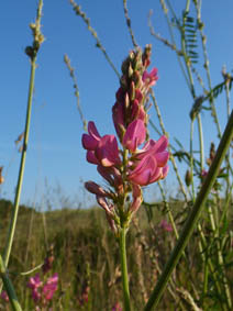 Onobrychis viciifolia